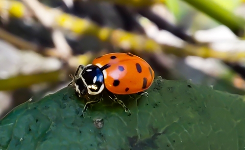 Convergent Lady Beetle