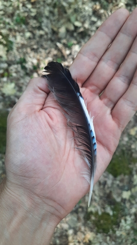 Eurasian Jay