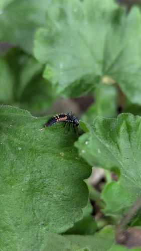 Asian Lady Beetle