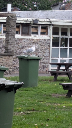 European Herring Gull