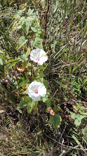 wild potato vine
