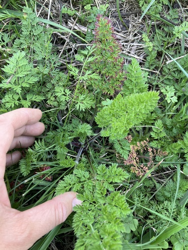 wild carrot