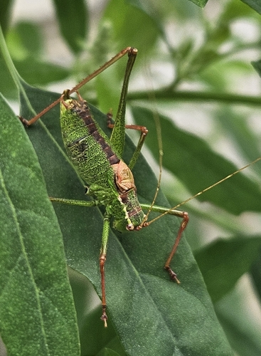 Speckled Bush-cricket