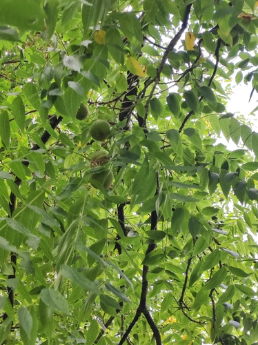 eastern black walnut