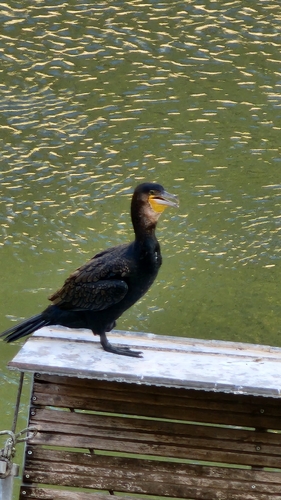 Great Cormorant