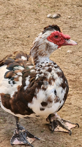 Domestic Muscovy Duck