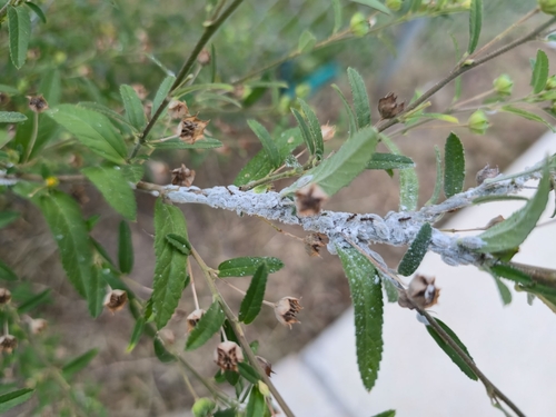 Cotton Mealybug