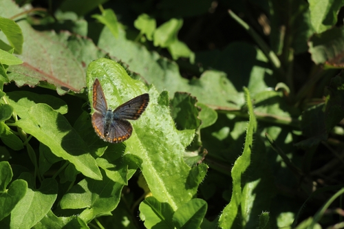Common Blue