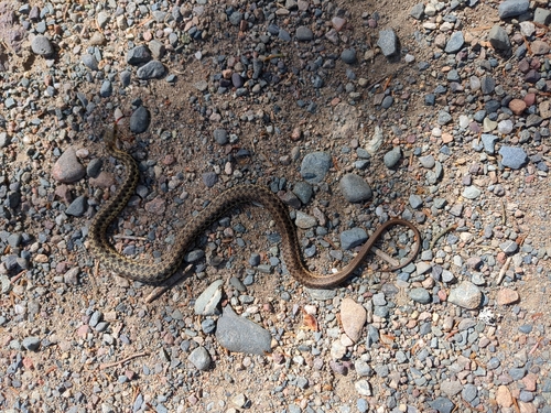 Common Garter Snake