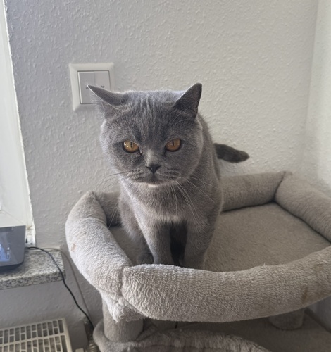 Domestic Cat