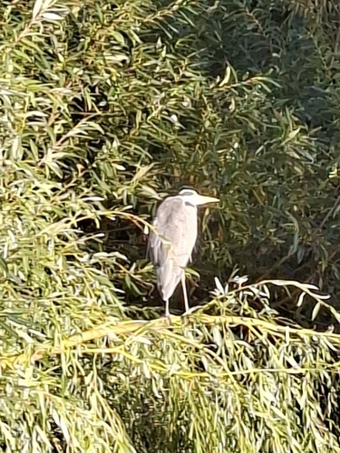 Grey Heron