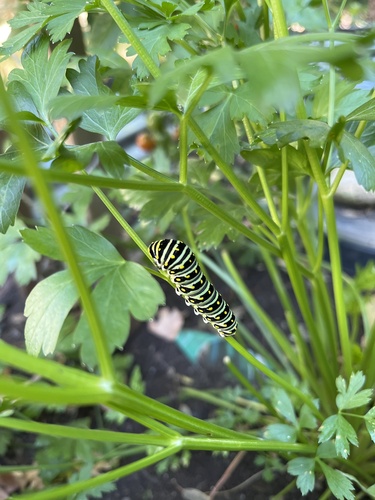 Black Swallowtail