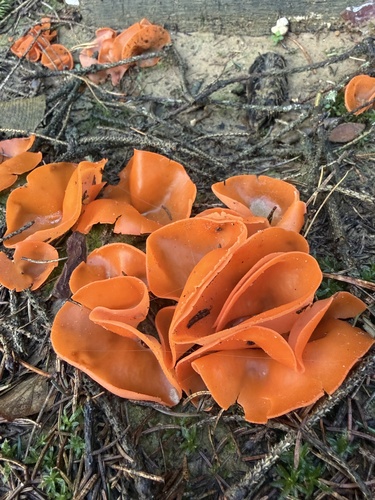 orange peel fungus
