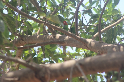 Red-headed Lovebird