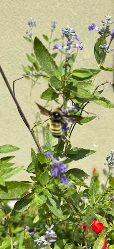 American Bumble Bee