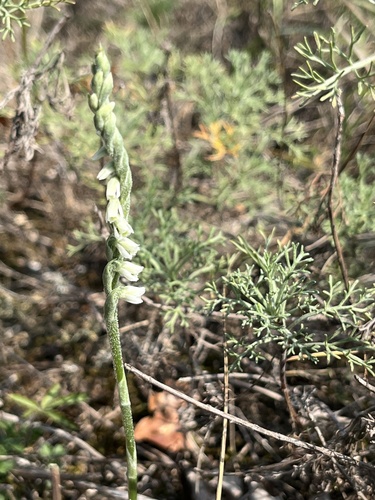 Autumn Ladies' Tresses