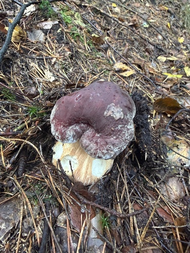 Pine Bolete