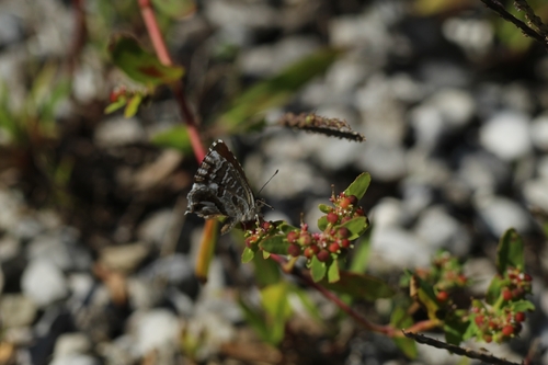 Common Geranium-bronze