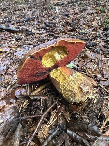 Dotted Stem Bolete