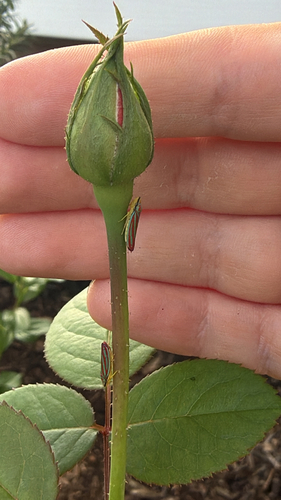 Red-banded Leafhopper
