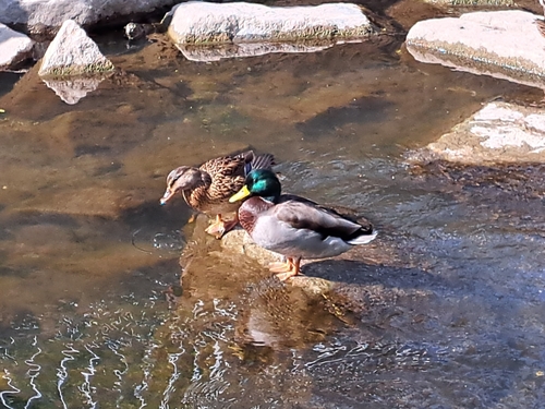 Mallard