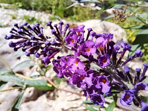 Butterfly bush