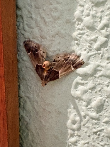 Meal moth