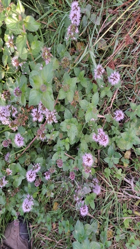watermint