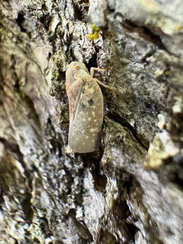 Citrus Flatid Planthopper