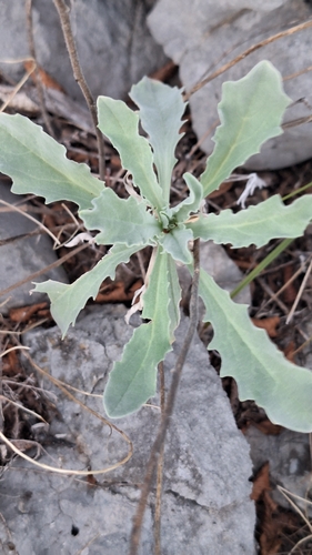 Wavy-leaved Alison