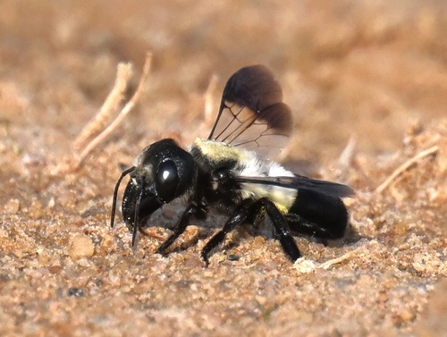 Big-toothed Dauber Bee