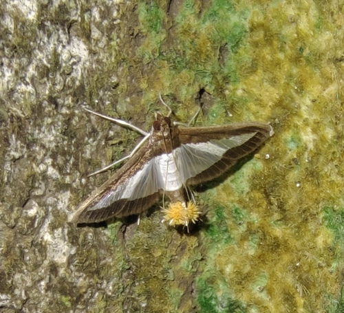 Cucumber Moth