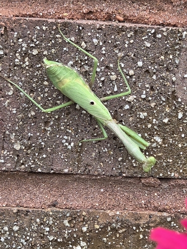 Carolina Mantis