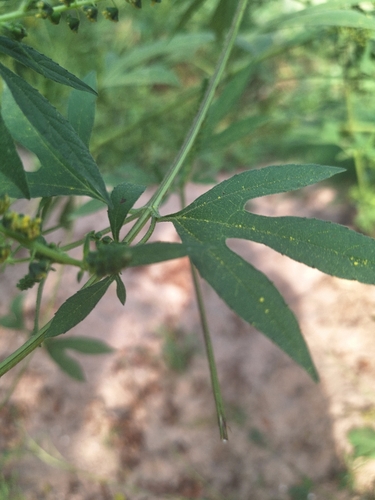 giant ragweed