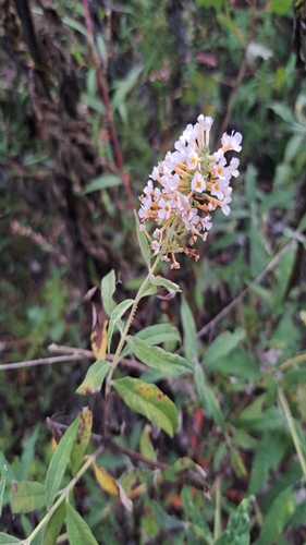Butterfly bush