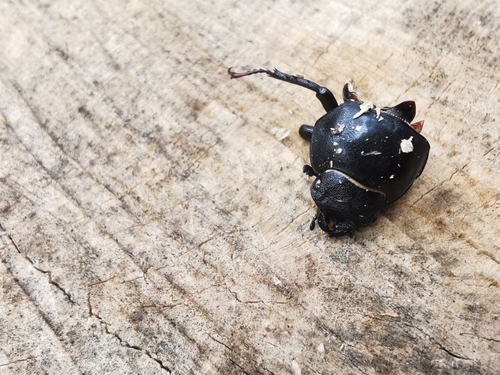 European Stag Beetle