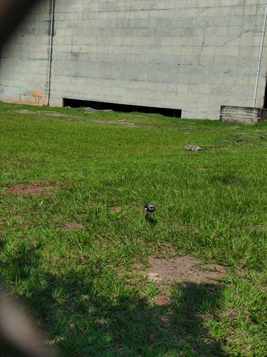 Southern Lapwing