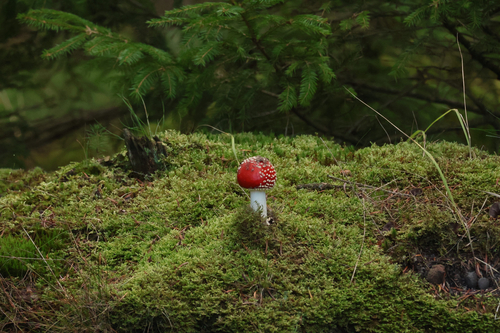 Fly Agaric