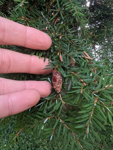 western hemlock