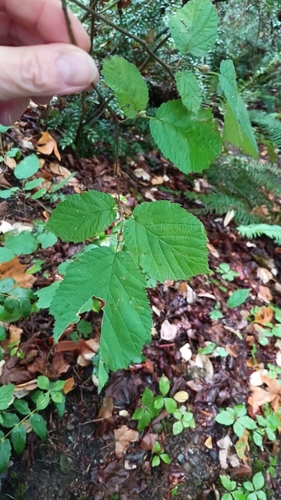 beaked hazelnut