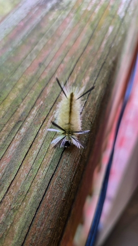Banded Tussock Moth
