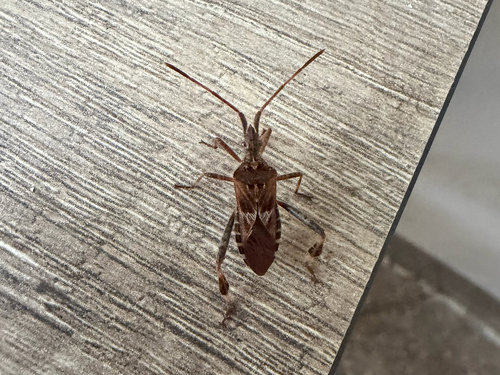 Western Conifer Seed Bug