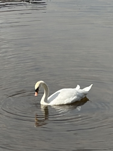 Mute Swan