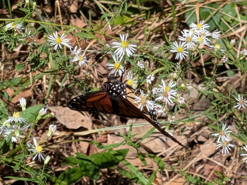 Monarch