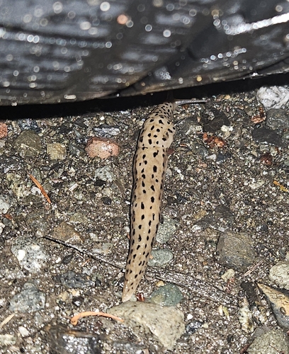 Leopard Slug
