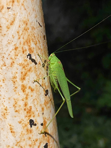 Mediterranean Katydid