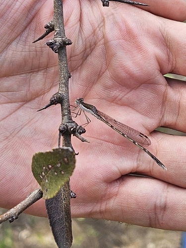 Common Winter Damselfly