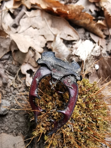 European Stag Beetle