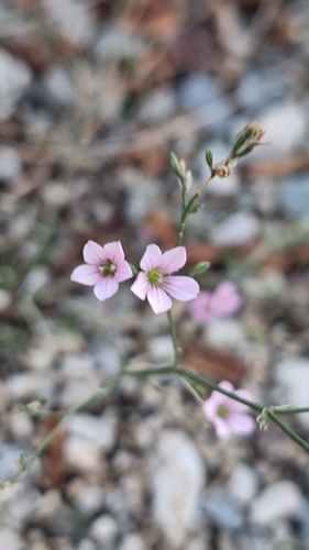 Tunicflower