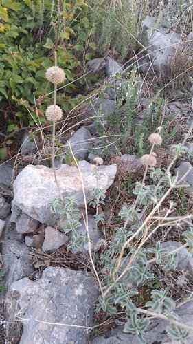 Silver Horehound